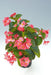 Begonia Interspecific Big Deluxxe Rose Green Leaf Fower Seeds - CGASPL
