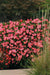 Begonia Interspecific Big Deluxxe Rose Green Leaf Fower Seeds - CGASPL