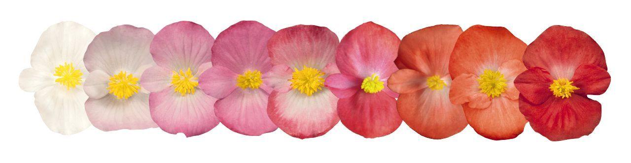 Begonia Semperflorens Sprint Plus Maxi Mix Flower Seeds - CGASPL