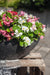 Begonia Semperflorens Sprint Plus Maxi Mix Flower Seeds - CGASPL