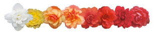 Begonia Tuberhybrida Illumination Mix Flower Seeds - CGASPL