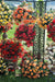 Begonia Tuberhybrida Illumination Mix Flower Seeds - CGASPL