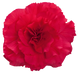 Begonia Tuberhybrida Nonstop Deep Rose Flower Seeds - ChhajedGarden.com
