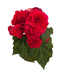 Begonia Tuberhybrida Nonstop Deep Rose Flower Seeds - ChhajedGarden.com