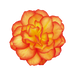 Begonia Tuberhybrida Nonstop Fire Flower Seeds - ChhajedGarden.com