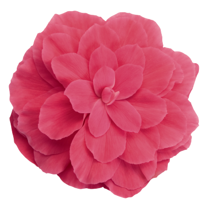 Begonia Tuberhybrida Nonstop Pink Flower Seeds - ChhajedGarden.com