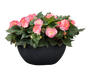 Begonia Tuberhybrida Nonstop Rose Picotee Flower Seeds - ChhajedGarden.com