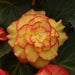 Begonia Tuberous AmeriHybrid Picotee Sunburst Flower Seeds - CGASPL
