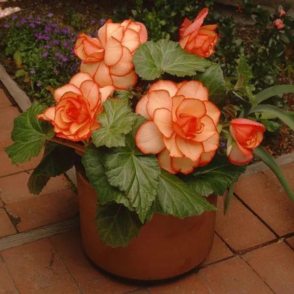 Begonia Tuberous AmeriHybrid Picotee Sunburst Flower Seeds - CGASPL