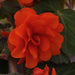 Begonia Tuberous Sun Dancer Scarlet Orange Flower Seeds - CGASPL
