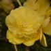 Begonia Tuberous Sun Dancer Yellow Flower Seeds - CGASPL