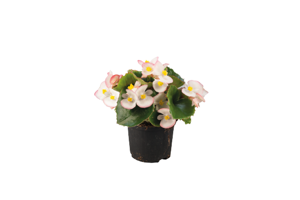 Begonia semperflorens Super Olympia Bicolor Flower Seeds - ChhajedGarden.com