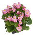 Begonia semperflorens Super Olympia Pink Flower Seeds - ChhajedGarden.com