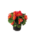 Begonia semperflorens Super Olympia Red Flower Seeds - ChhajedGarden.com