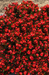 Begonia semperflorens Super Olympia Red Flower Seeds - ChhajedGarden.com