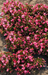 Begonia semperflorens Super Olympia Rose Flower Seeds - ChhajedGarden.com