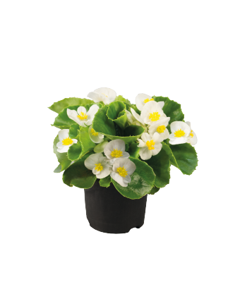 Begonia semperflorens Super Olympia White Flower Seeds - ChhajedGarden.com