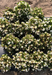 Begonia semperflorens Super Olympia White Flower Seeds - ChhajedGarden.com