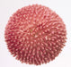 Bellis Tasso Pink Flower Seeds - CGASPL