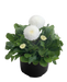 Bellis Tasso White Flower Seeds - ChhajedGarden.com