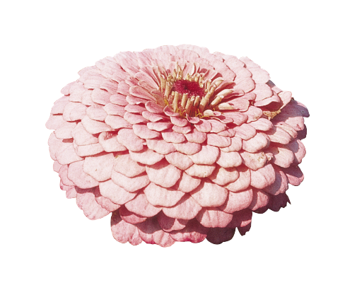Zinnia Double Benary's Giant Bright Pink Flower Seeds - CGASPL