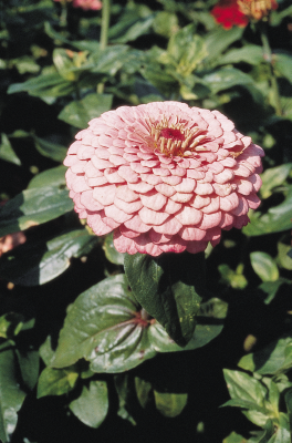 Zinnia Double Benary's Giant Bright Pink Flower Seeds - CGASPL