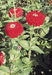 Zinnia Double Benary's Giant Deep Red Flower Seeds - CGASPL