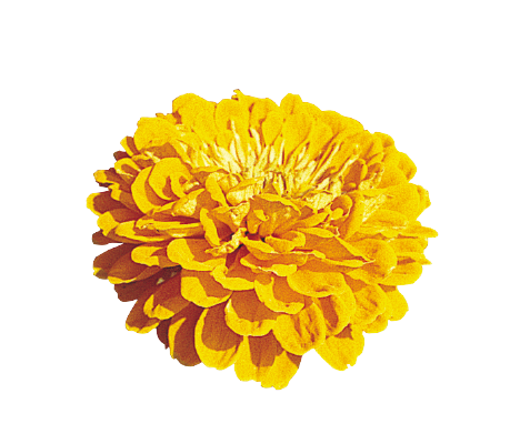 Zinnia Double Benary's Giant Golden Yellow Flower Seeds - CGASPL