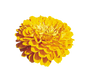 Zinnia Double Benary's Giant Golden Yellow Flower Seeds - CGASPL
