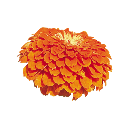 Zinnia Double Benary's Giant Orange Flower Seeds - CGASPL