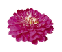 Zinnia Double Benary's Giant Purple Flower Seeds - CGASPL