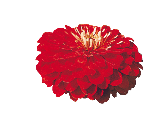 Zinnia Double Benary's Giant Scarlet Flower Seeds - CGASPL