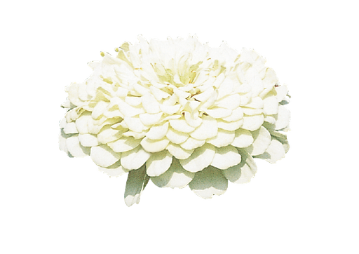 Zinnia Double Benary's Giant White Flower Seeds - CGASPL
