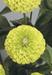Zinnia Double Benary's Giant Lime Flower Seeds - CGASPL