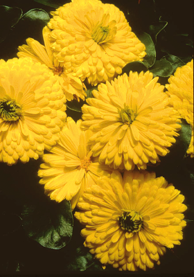 Calendula Bon Bon Yellow Flower Seeds - CGASPL