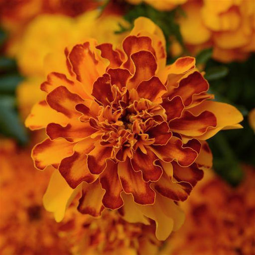 Marigold French Bonanza Bolero Flower Seeds - ChhajedGarden.com