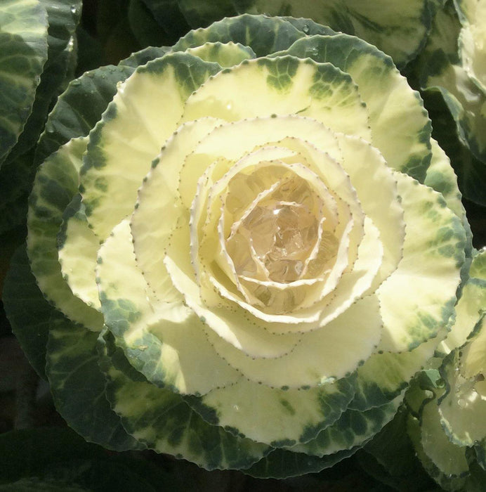 Ornamental Cabbage Condor Pure White Flower Seeds - CGASPL