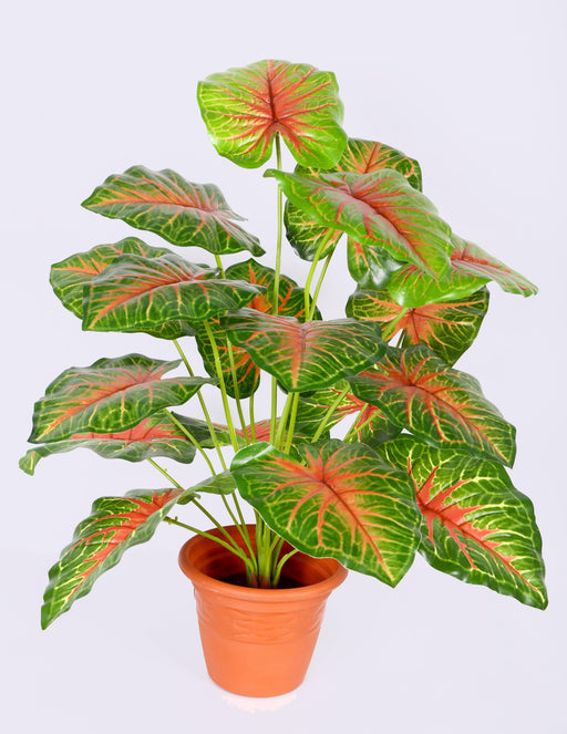 Artificial Caladium Plants 18 Leaves - 2 Feet ( Pack of 3 Plants) - CGASPL