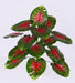 Artificial Caladium Plant Line 15 Leaves - 18"  ( Pack of 3 Plants) - CGASPL