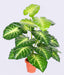 Artificial Caladium Plant Line 18 Leaves - 2 Feet ( Pack of 3 Plants) - CGASPL