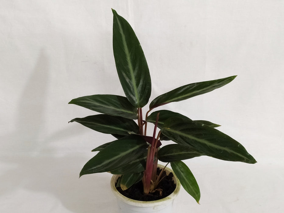 Calathea Stromanthe Sanguinea Live plant