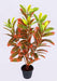 Artificial Croton Plant - 2  Feet (Pack of 2 Plants ) - CGASPL