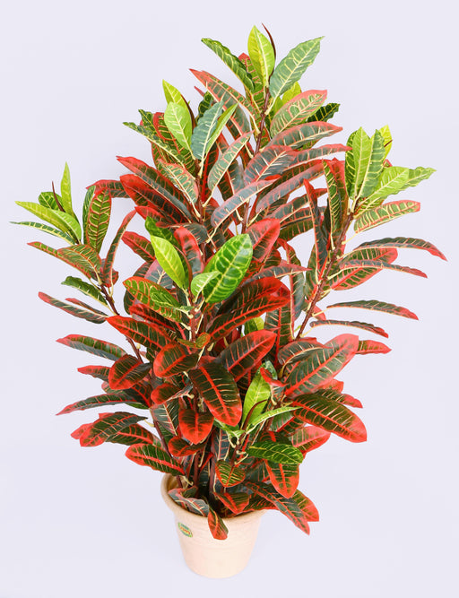 Artificial Croton Plants Bushy -3 Feet - CGASPL