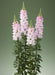 Antirrhinum Legend Light Pink  Flower Seeds - CGASPL