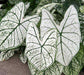 Caladium Caladium white Leave Flower Bulbs (Pack of 6) - CGASPL