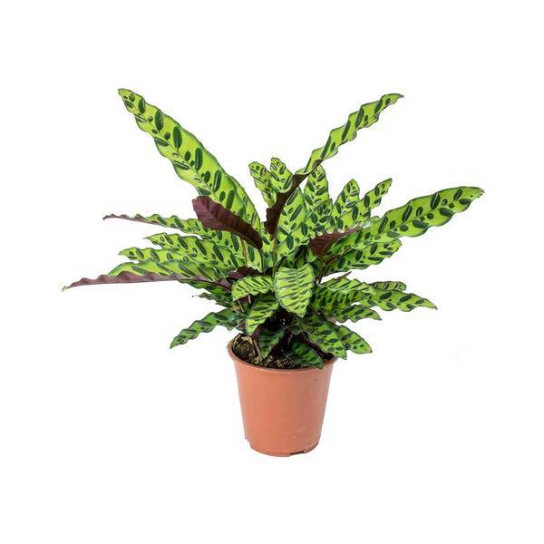 Calathea Insignis - Air Purifying Indoor Plant