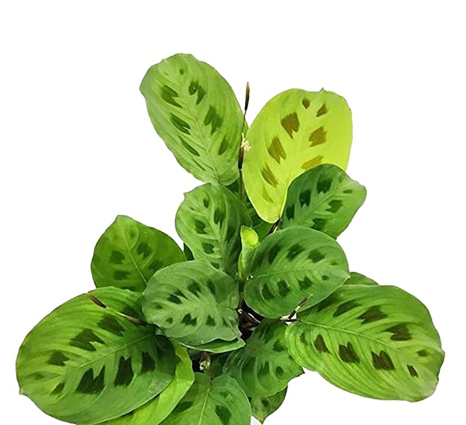 Calathea  Leuconeura Plant