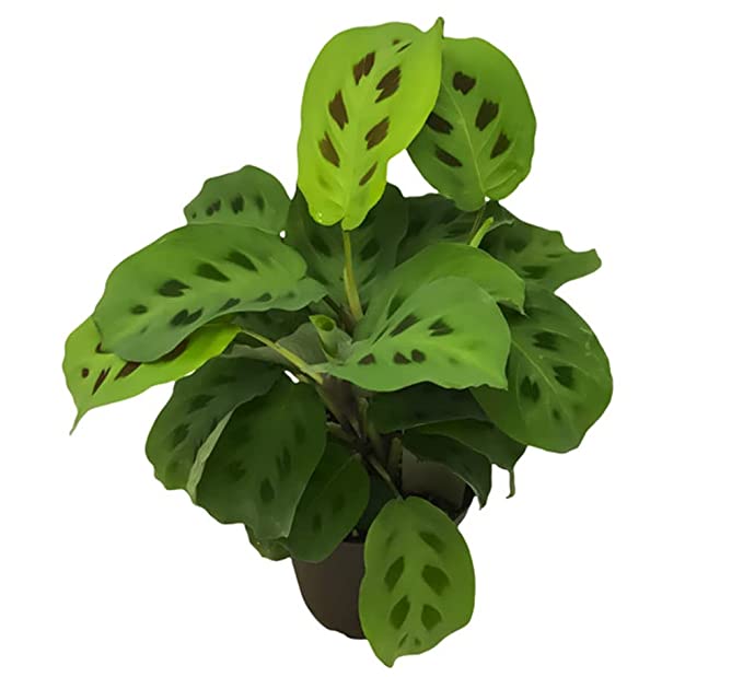Calathea  Leuconeura Plant