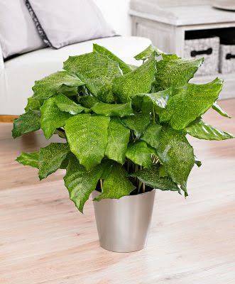Buy Rare Calathea Network Online in India at Lowest Price –  ChhajedGarden.com