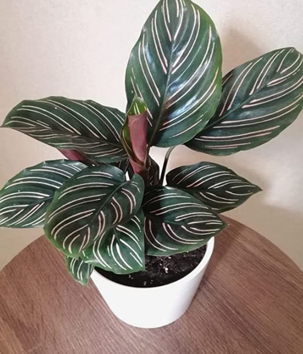 Indoor Calathea Pinstripe with air purifying qualities